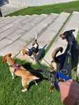 Pet-Sitting -  Vai-se ausentar podemos ficar com o seu patudo