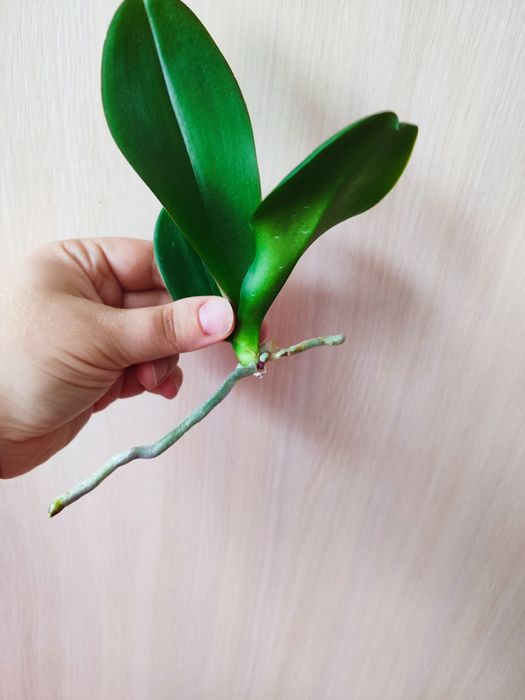 Орхідея дітка восковика