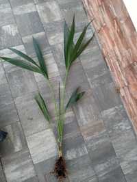 Palma kentia centia