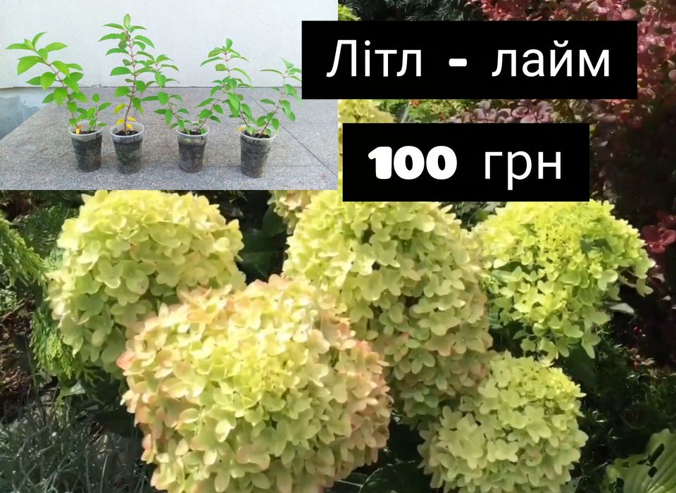 Лаванда_кусты лаванды_юкка