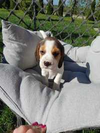 Beagle gotowy do odbioru chłopczyk metryka czip wyprawka