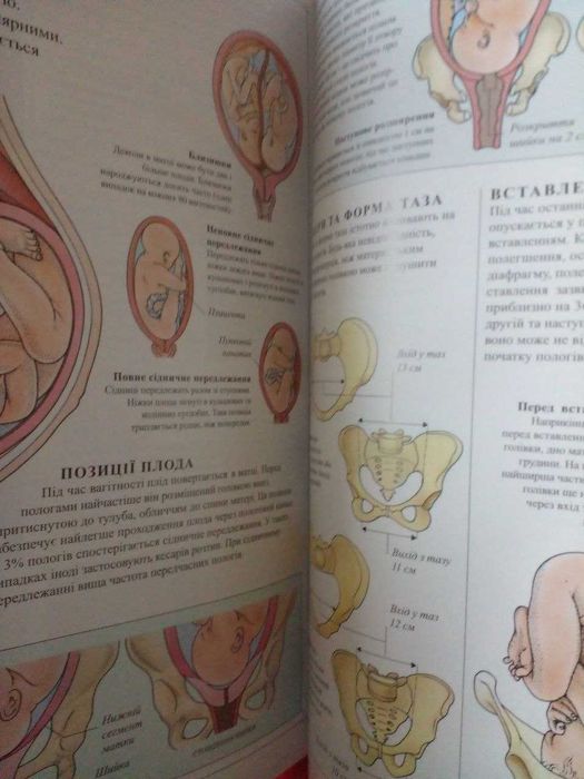 Людина навчальний посібник з анатомії та фізіології Dorling Kindersley