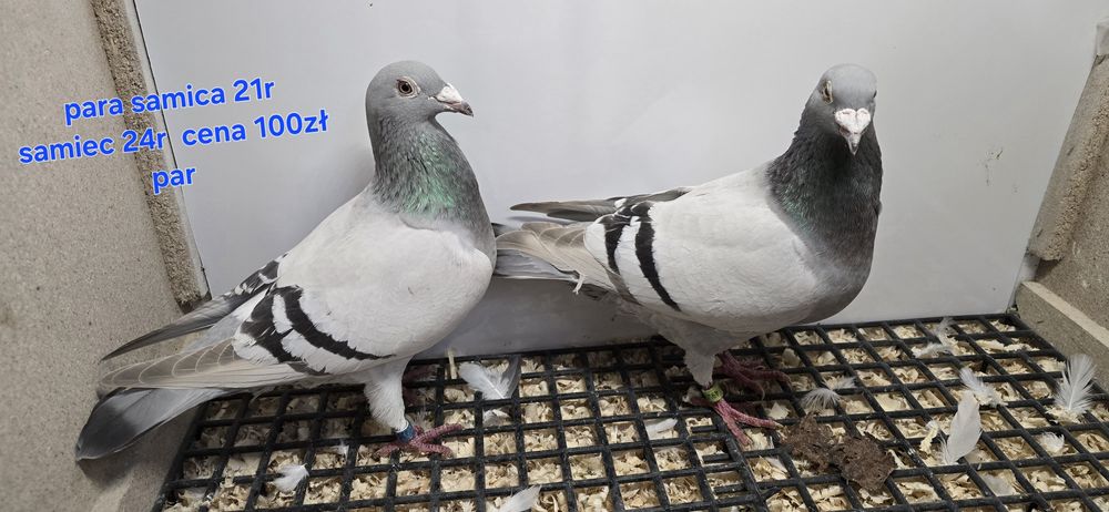 Gołębie pocztowe