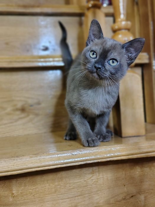 Бурма Европейская дівчата