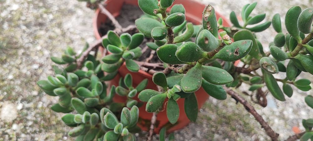 Planta suculenta