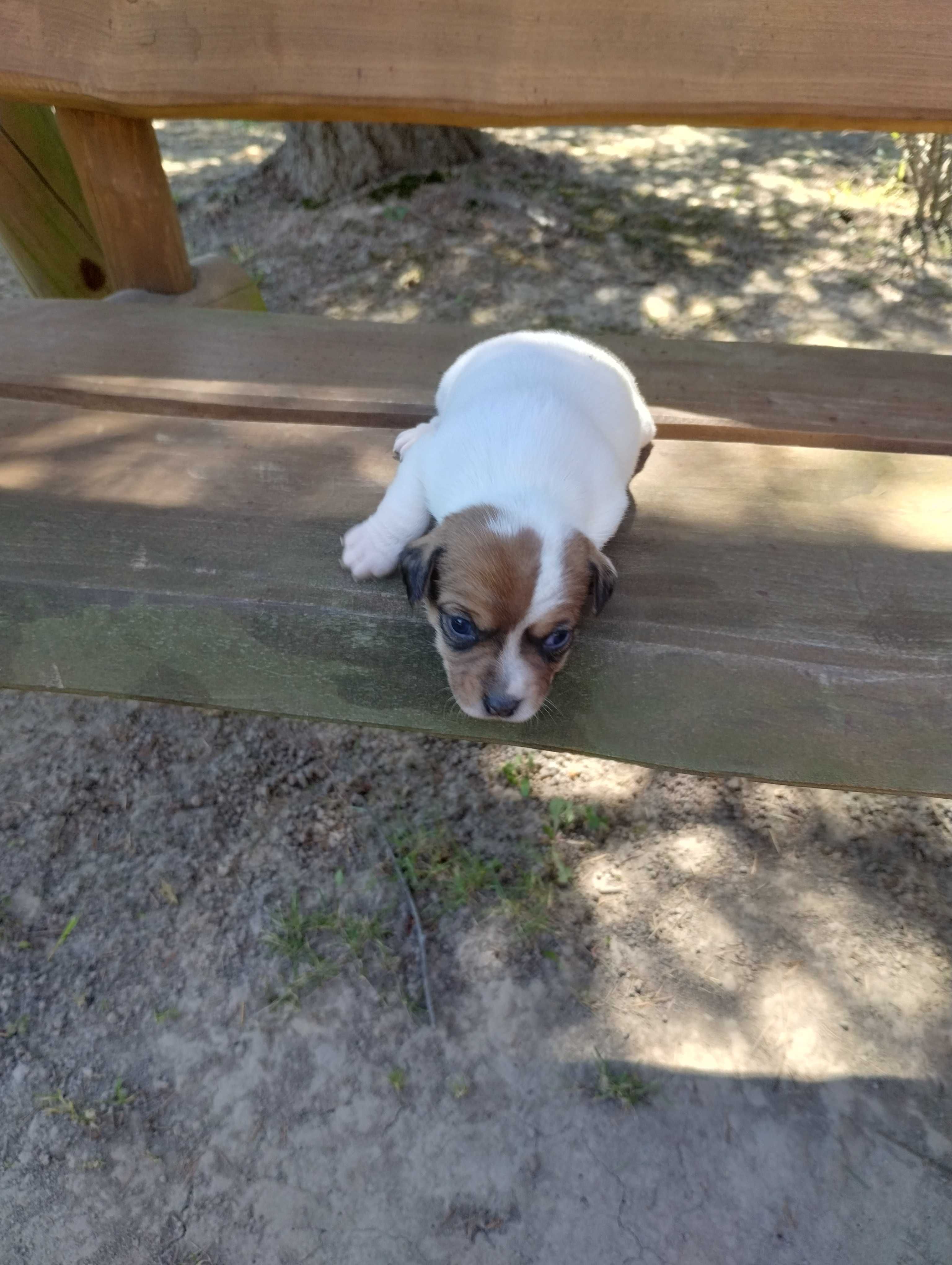 Szczeniaki Jack Russell terrier suczka 3