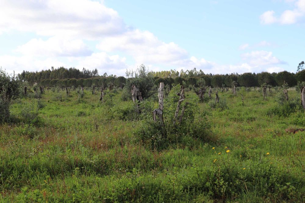 Oliveiras centenárias de variedade galega - Preços de 75€ - 200€