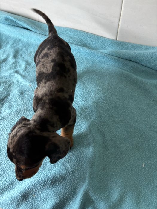 Teckel macho miniatura