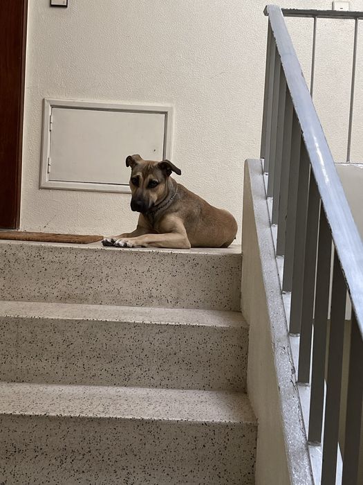 Para adoção o cachorro