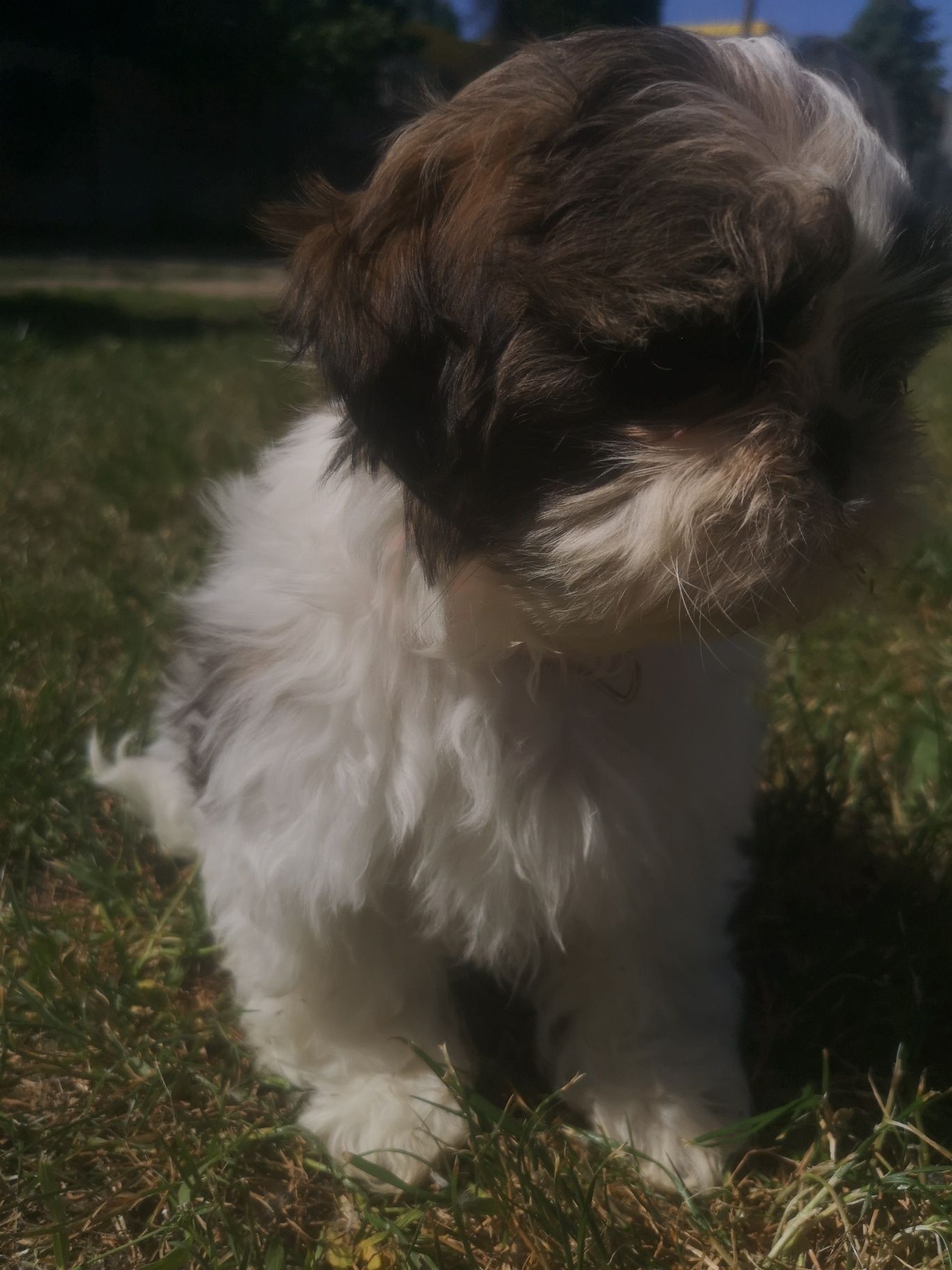 Szczeniaczek Shih-tzu.