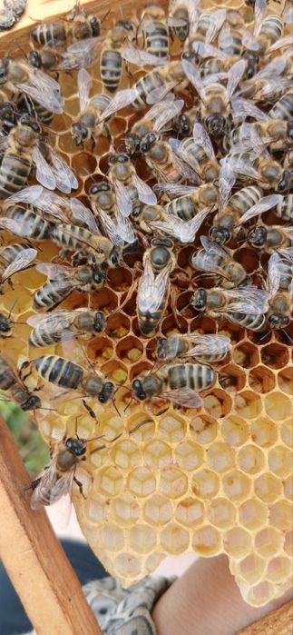 Бджоломатки українська степова порода 2025