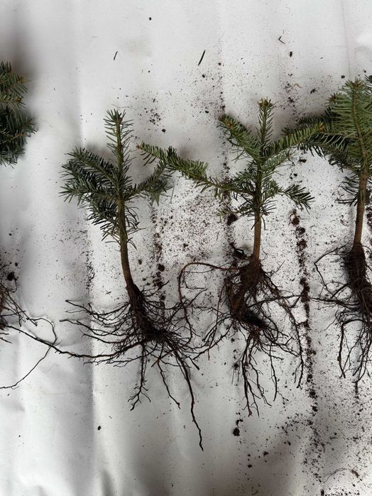 sadzonka leśna jodła koreańska, kaukaska nobilis fraseri świerk zwykły