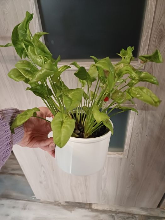 Syngonium milk confetti