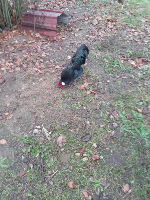 Bantamka kogut tegoroczny czarny