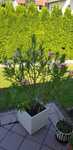 Oleander różowy 150 cm