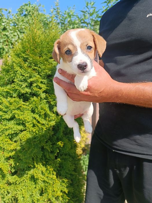 Щенкок Джек Рассел девочка