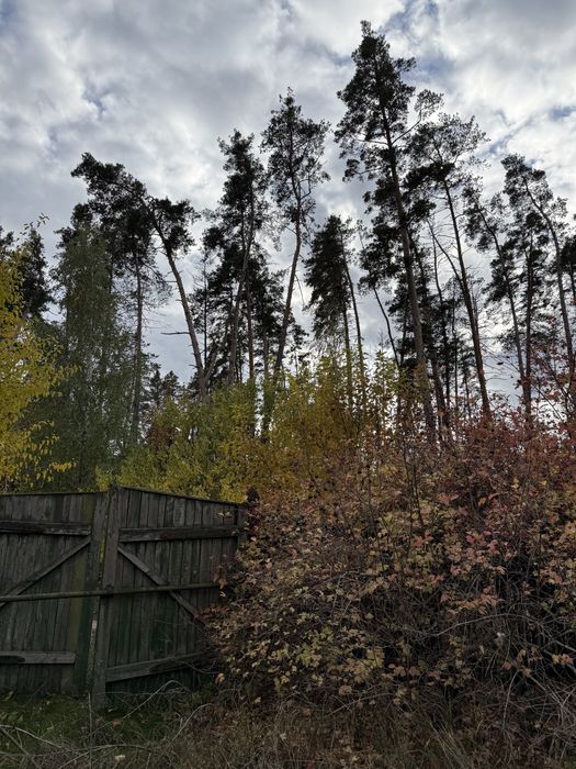 Ділянка в Мошнах біля лісу