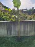 Bananeira com 3 metros de altura