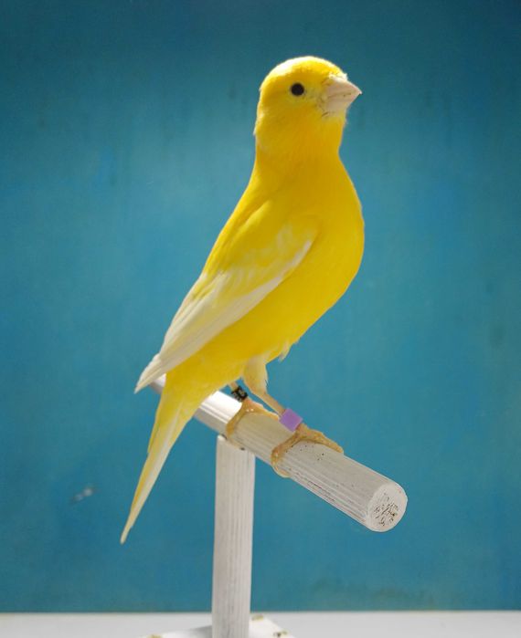 Canarios harzer roller (canario flauta)