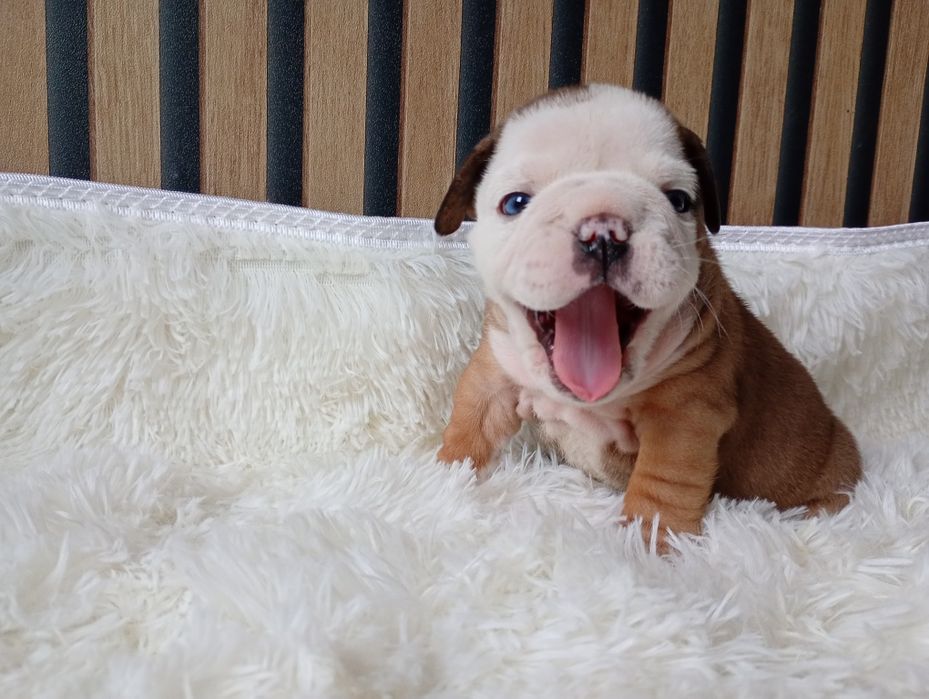 Buldog angielski szczeniak