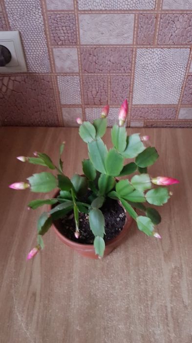 Рождественник с горшком