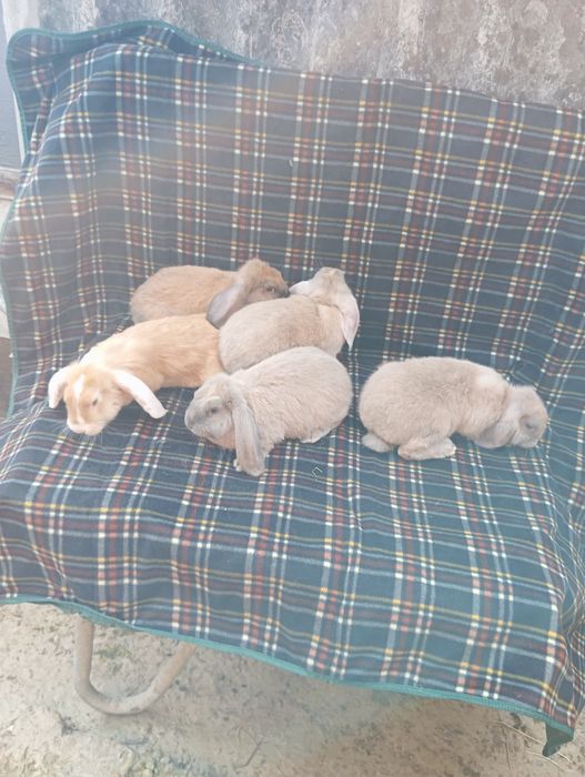 Кролики Французький баран