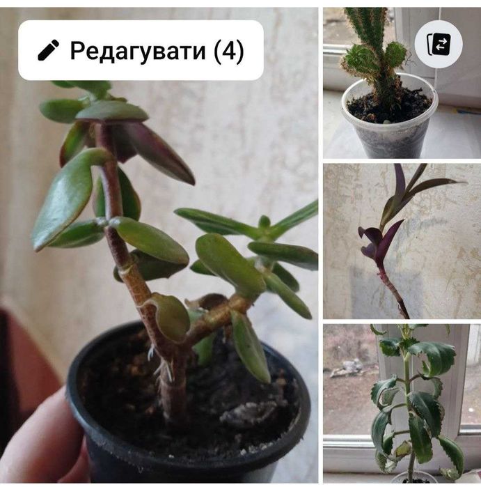 Кімнатні та садові квіти