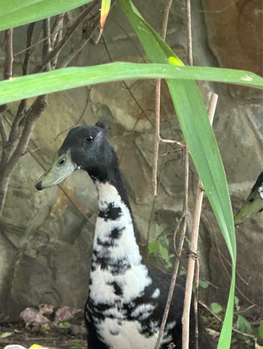 Індійський бігунок