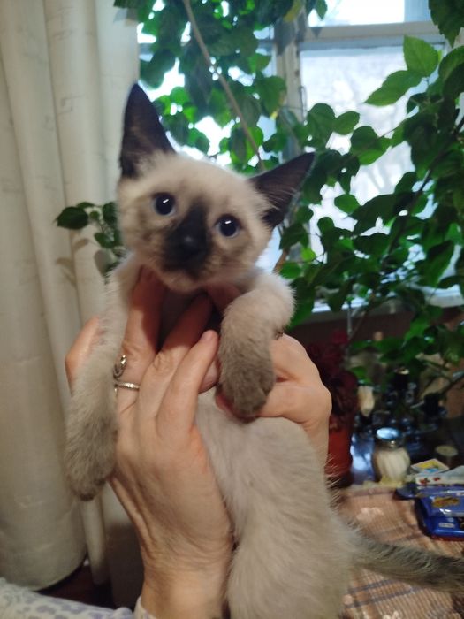 Кошенята шукають домівку