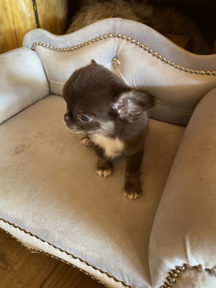 Chihuahua brazowy piesek
