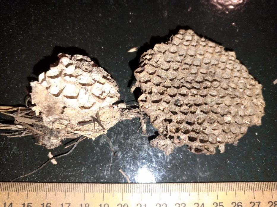 Коллекция осинное гнездо оригинал.