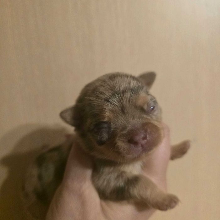 Chihuahua suczka choco merle tan