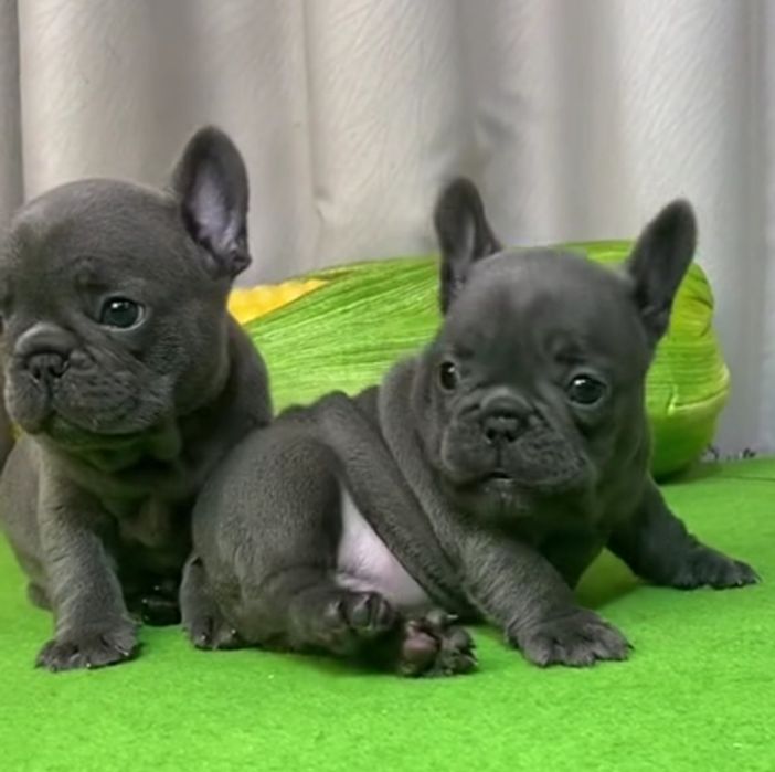 Хлопчик і дівчинка .блакитні