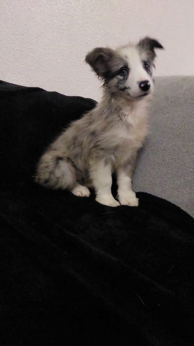 Border collie C/LOP/RI