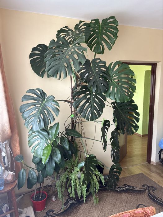 Monstera 2.5m ok 10 letnia
