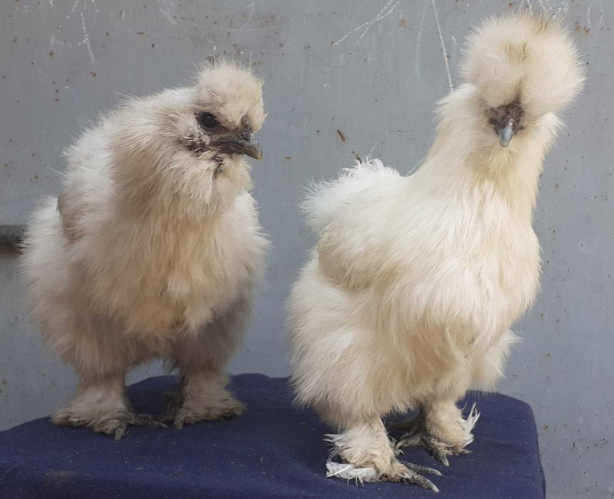 яйцо инкубационное Silkie китайская шёлковая пуховая кур,петух,цыплята