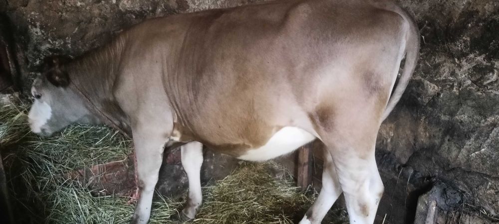 Jałóweczka, jałówka