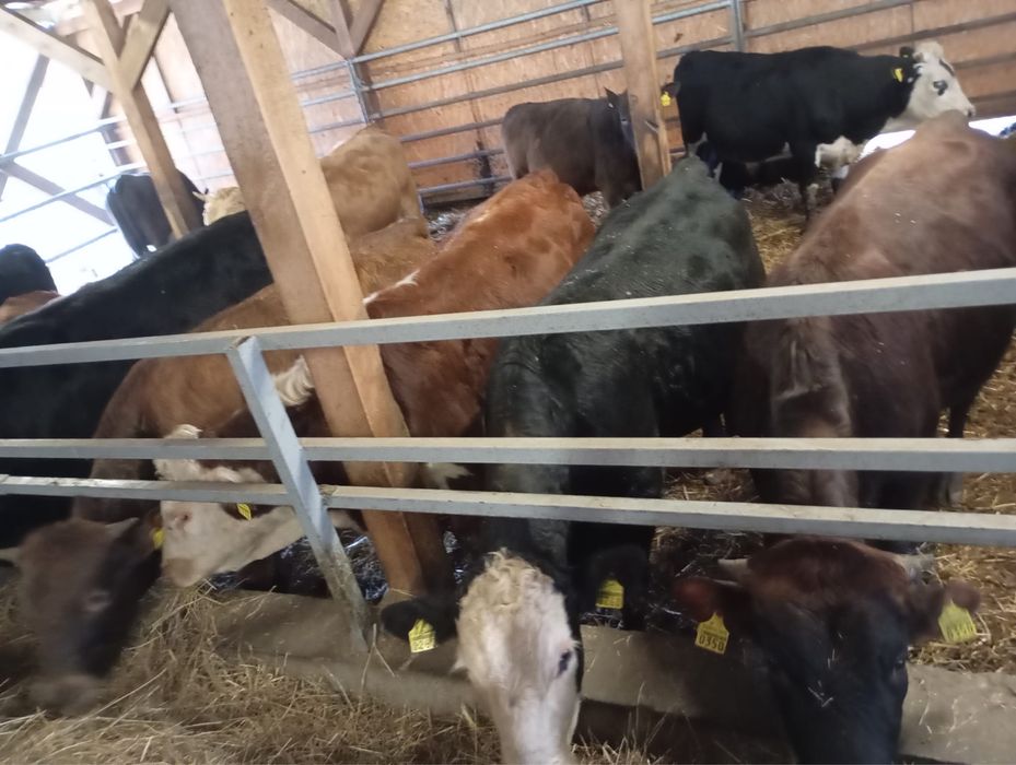 Sprzedam byki miesne