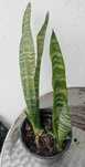 vendo planta espada S.Jorge