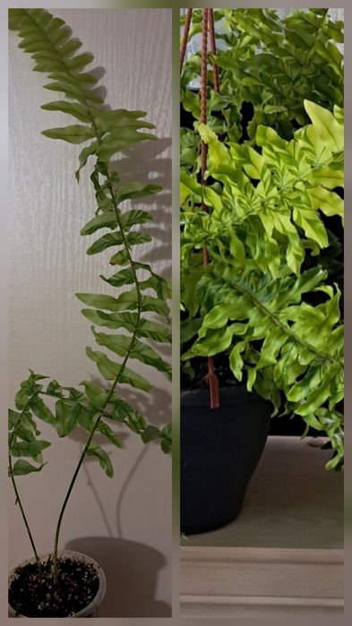 Пропоную кімнатні квіти