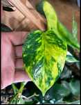 Epipremnum Marble Queen, Gold, Pinnatum green, scindapsus