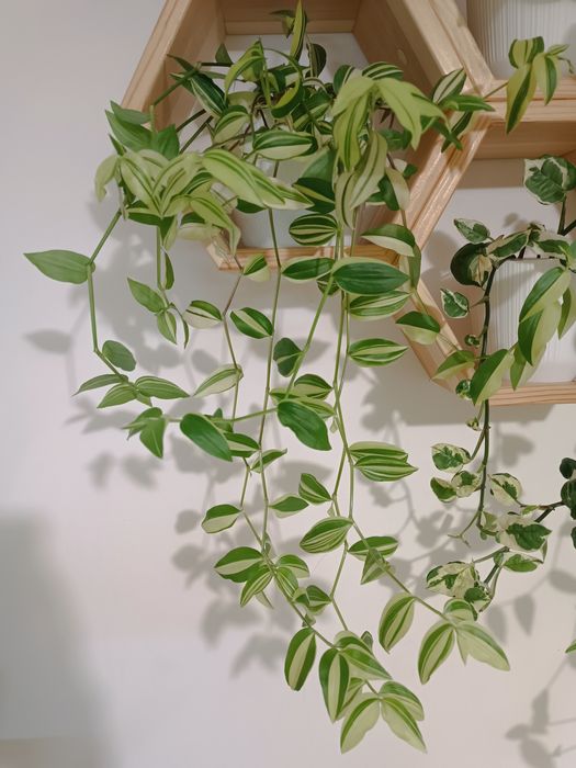 Традесканція Єллоу Хілл