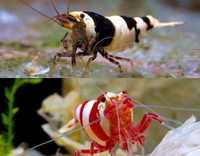 Camarões para Aquário Neocaridina / Caridina / Tiger