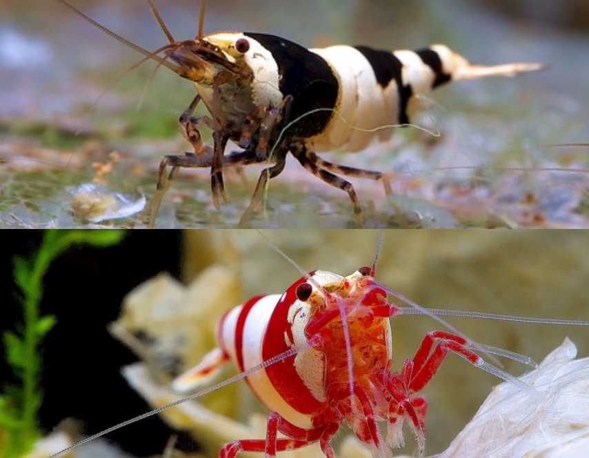 Camarões para Aquário Neocaridina / Caridina / Tiger