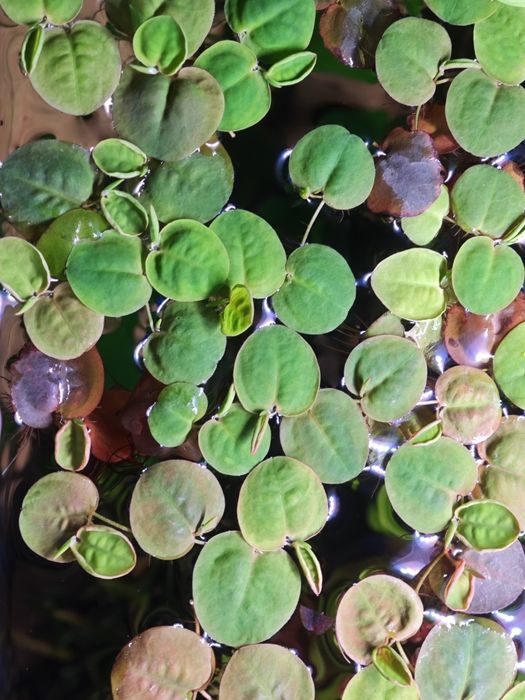 Phyllantus fluitans roślina pływająca