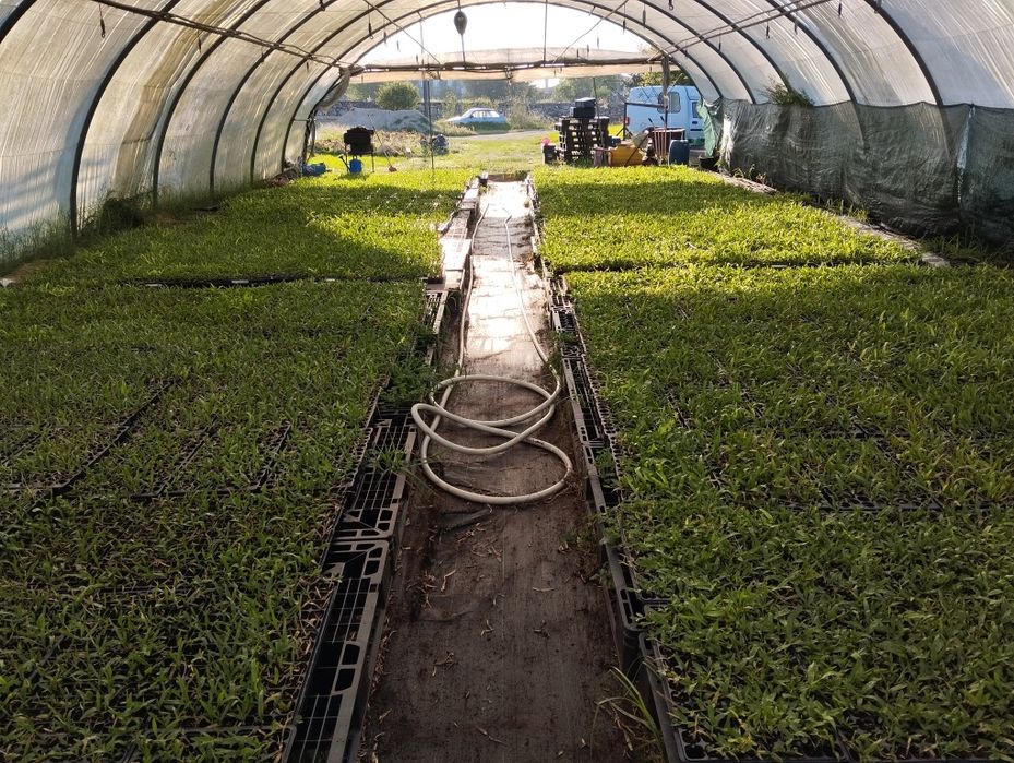 Relva brasileira s.Carlos