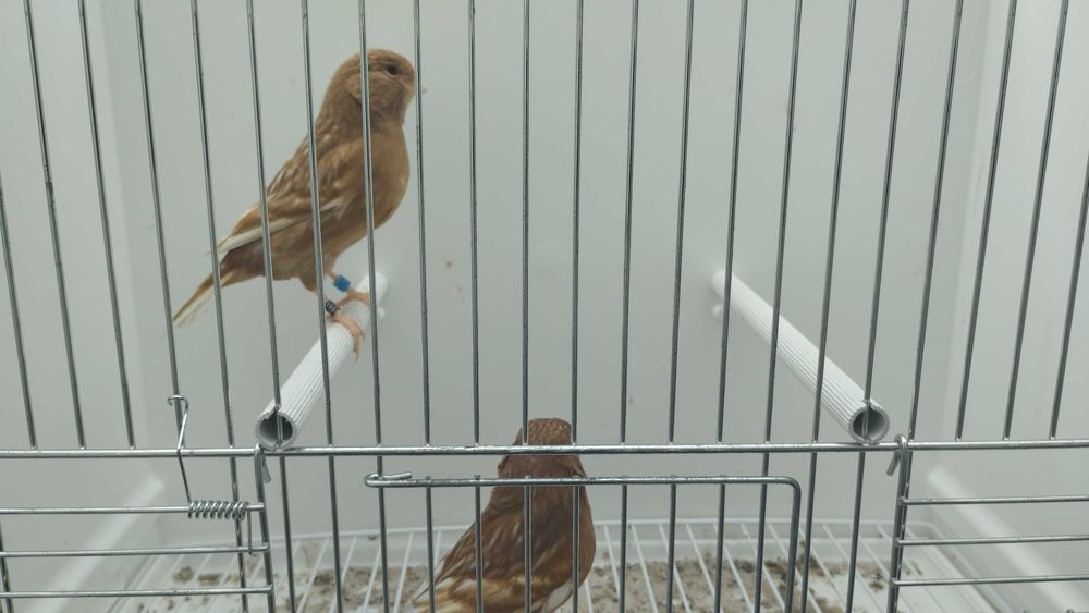 Pheos amarelos mosaico