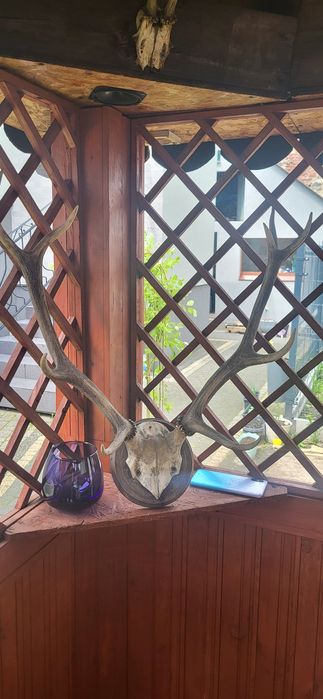 Rogi jelenia znalezione na strychu