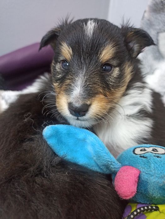 Owczarek Szetlandzki Sheltie piesek trikolor