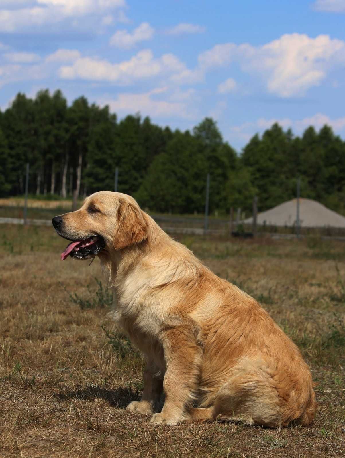 Golden Retriever - złoty szczeniak piesek.